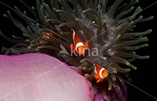 anemonefish
