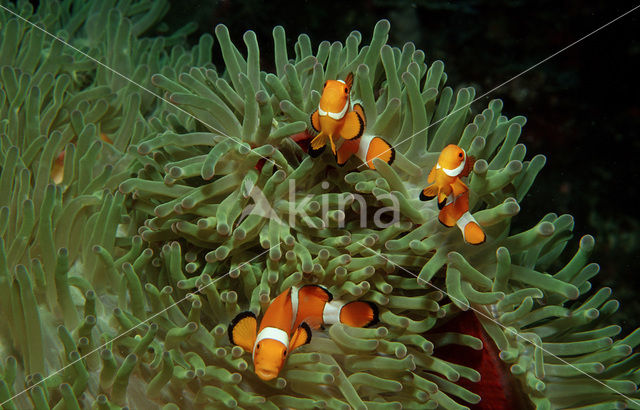 Drieband anemoonvis