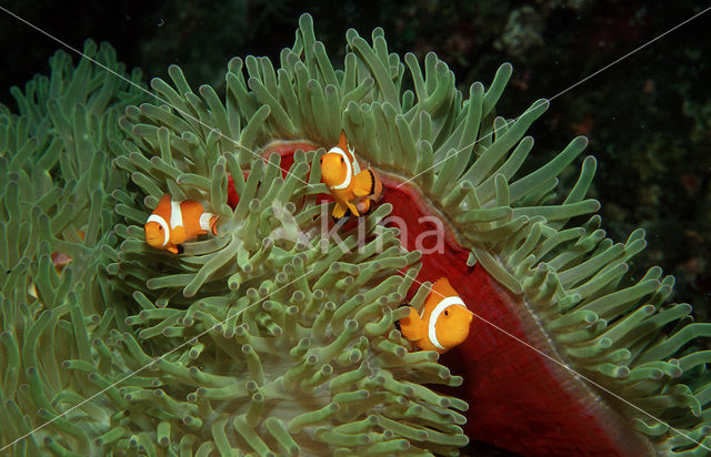 anemonefish