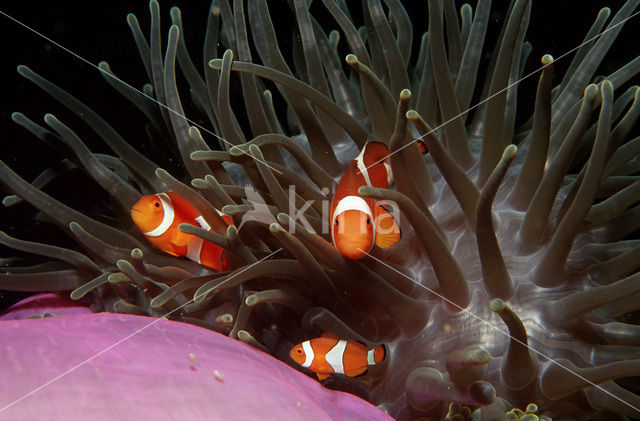 anemonefish