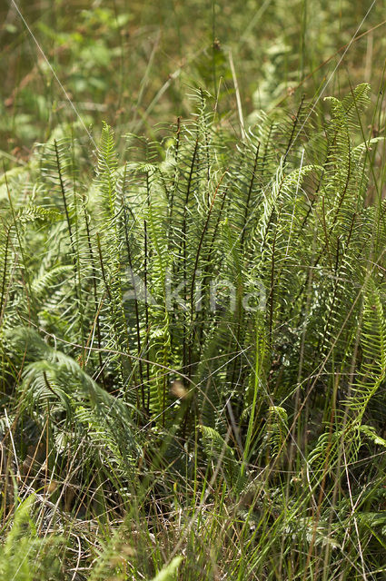 Dubbelloof (Blechnum spicant)