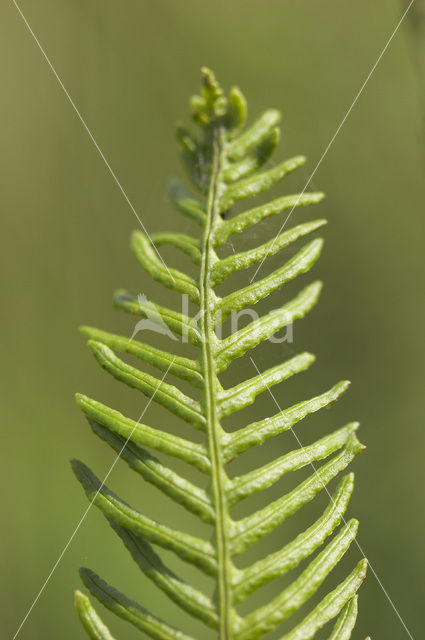 Dubbelloof (Blechnum spicant)