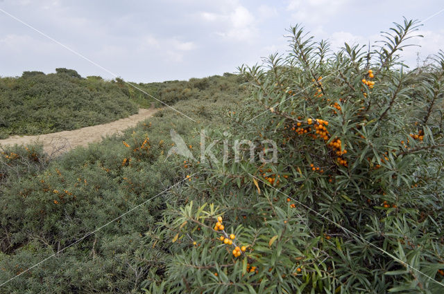 Sea-buckthorn (Hippophae rhamnoides)