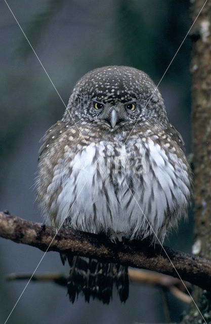 Eurasian Pygmy-Owl (Glaucidium passerinum)