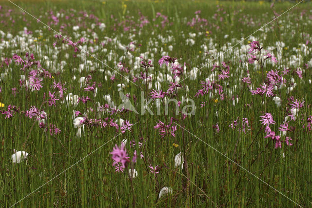 Echte koekoeksbloem (Lychnis flos-cuculi)