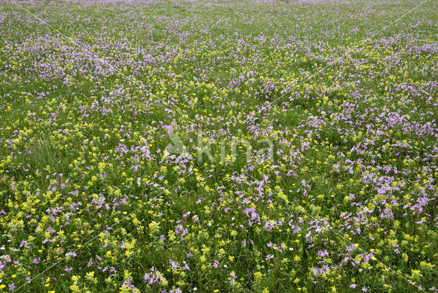 Echte koekoeksbloem (Lychnis flos-cuculi)