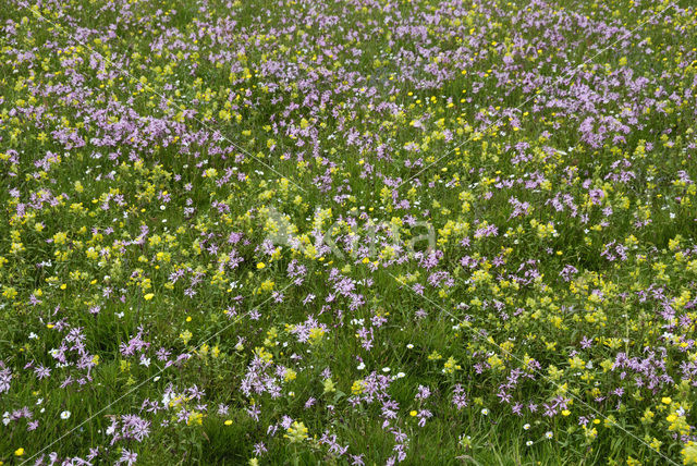 Echte koekoeksbloem (Lychnis flos-cuculi)