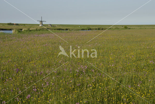 Echte koekoeksbloem (Lychnis flos-cuculi)