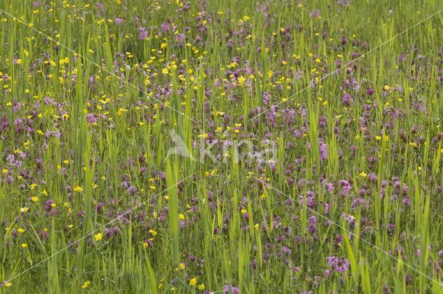 Echte koekoeksbloem (Lychnis flos-cuculi)