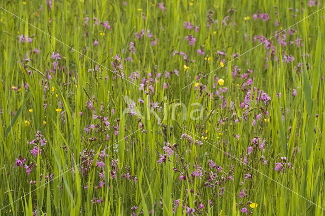 Echte koekoeksbloem (Lychnis flos-cuculi)