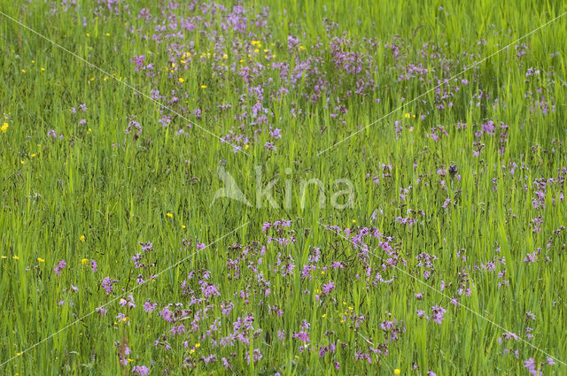 Echte koekoeksbloem (Lychnis flos-cuculi)
