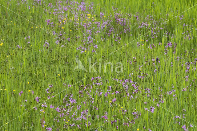 Echte koekoeksbloem (Lychnis flos-cuculi)