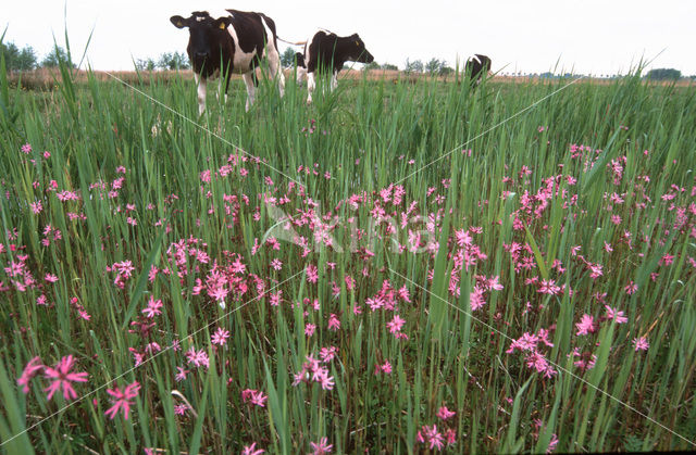 Echte koekoeksbloem (Lychnis flos-cuculi)