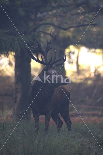 Red Deer (Cervus elaphus)