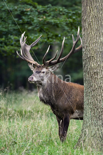 Red Deer (Cervus elaphus)