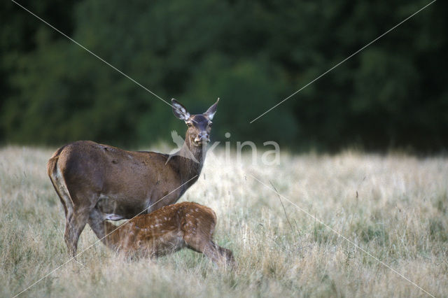 Red Deer (Cervus elaphus)