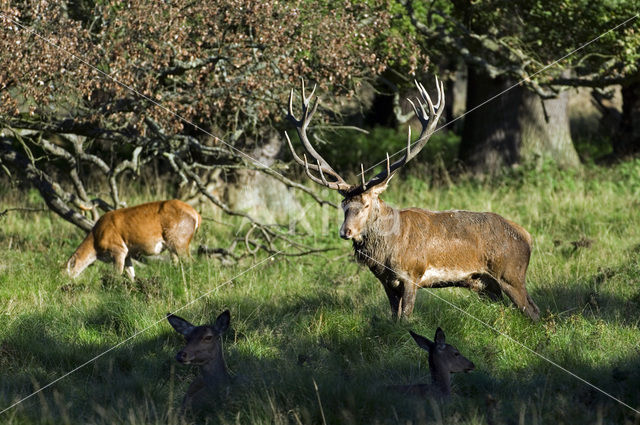 Red Deer (Cervus elaphus)