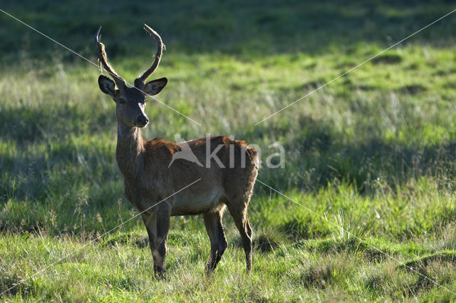 Red Deer (Cervus elaphus)