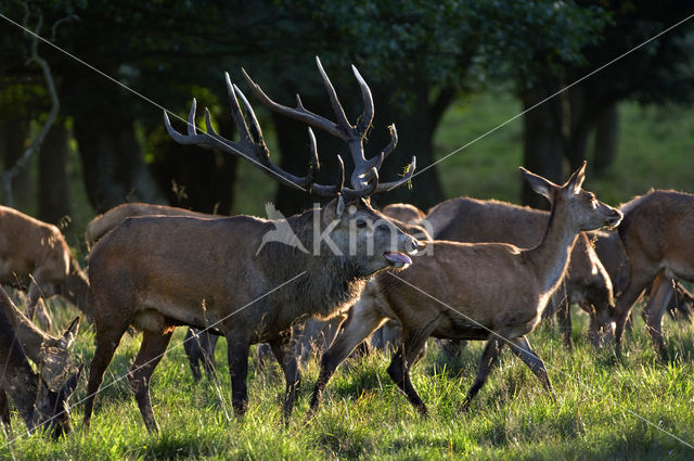 Red Deer (Cervus elaphus)