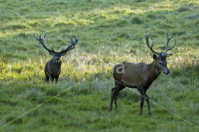 Red Deer (Cervus elaphus)