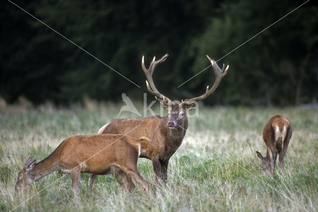 Red Deer (Cervus elaphus)