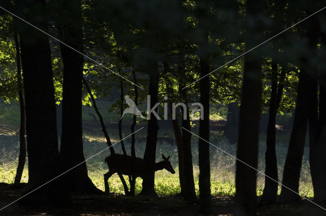 Red Deer (Cervus elaphus)