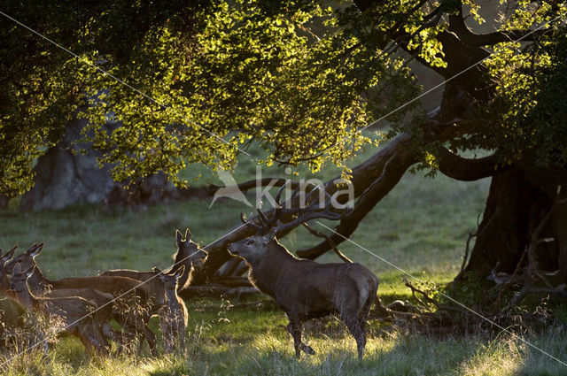 Red Deer (Cervus elaphus)