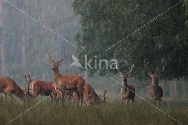 Red Deer (Cervus elaphus)