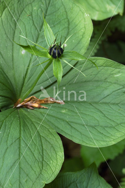 Herb-Paris