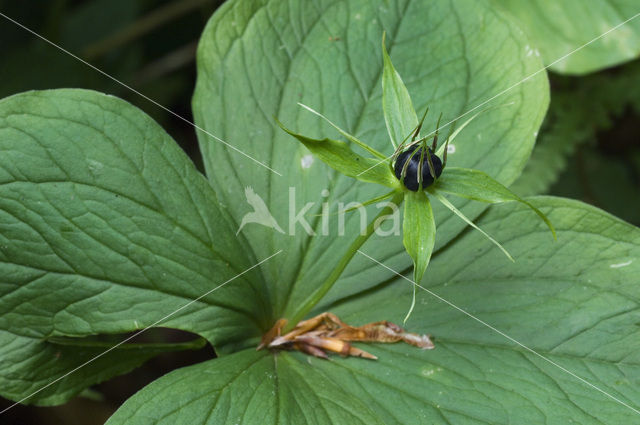 Eenbes (Paris quadrifolia)