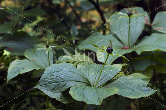 Eenbes (Paris quadrifolia)