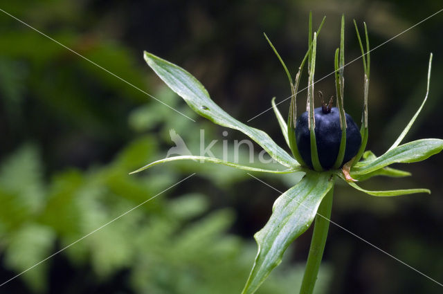 Herb-Paris