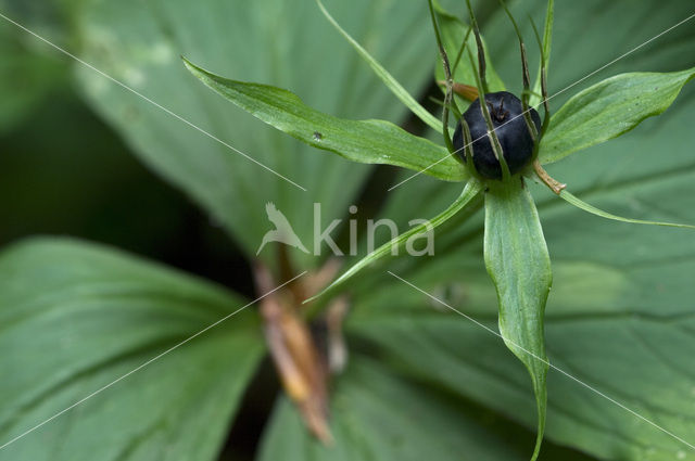 Herb-Paris