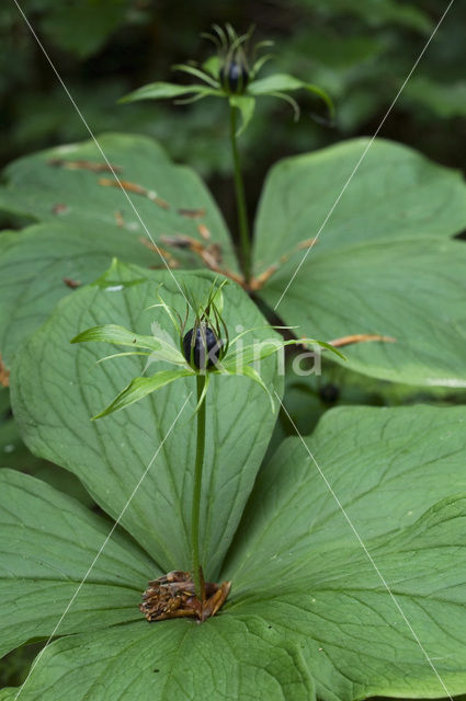 Eenbes (Paris quadrifolia)