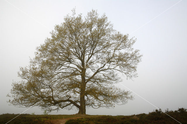 Oak (Quercus)