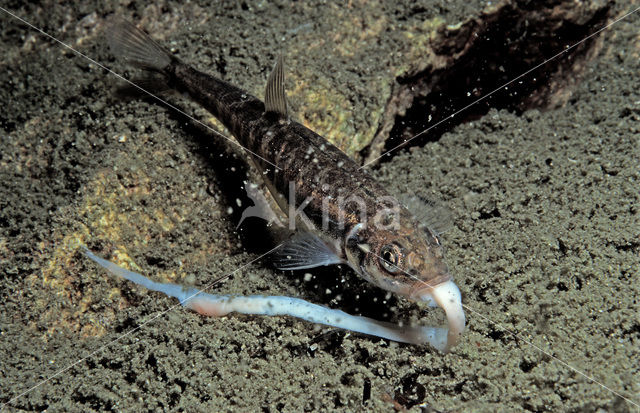 Minnow (Phoxinus phoxinus)