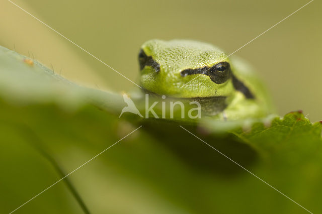 Europese boomkikker (Hyla arborea)