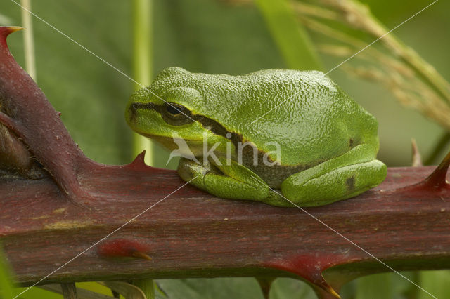 Europese boomkikker (Hyla arborea)