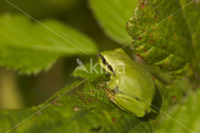 Europese boomkikker (Hyla arborea)