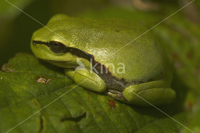 Europese boomkikker (Hyla arborea)