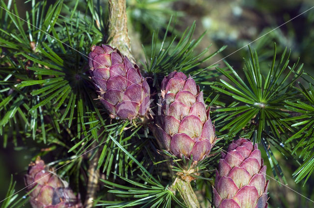 Europese lork (Larix decidua)