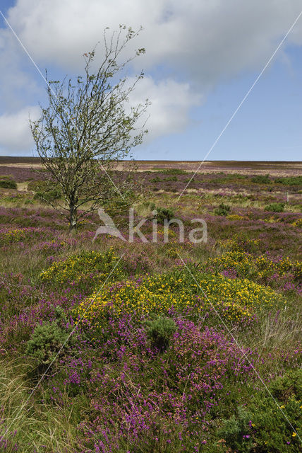 Exmoor National Park