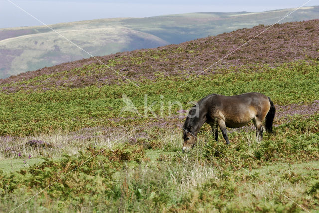 Exmoorpony