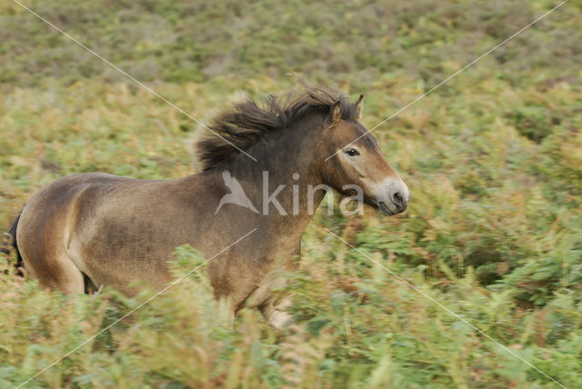 Exmoorpony