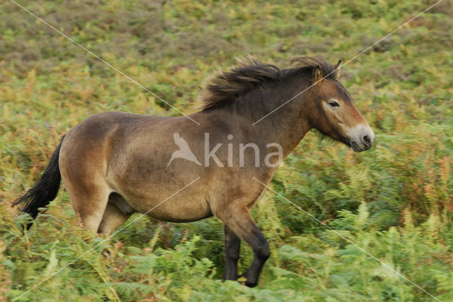 Exmoorpony