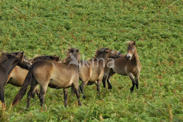 Exmoorpony