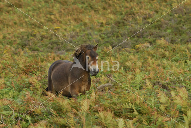 Exmoorpony