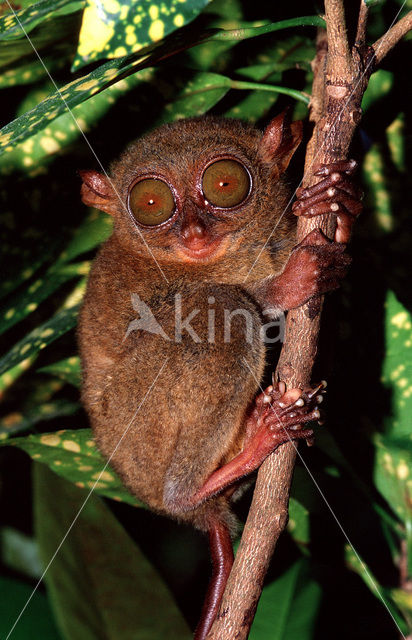 Philippine Tarsier (Tarsius syrichta)