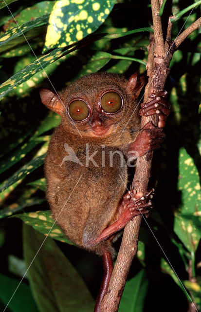 Filipijns spookdier (Tarsius syrichta)