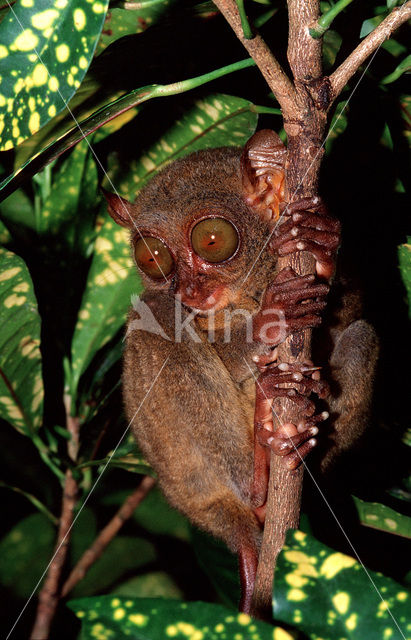 Philippine Tarsier (Tarsius syrichta)